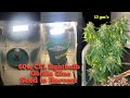 Timelapse budget grow - Seedstockers GorillaGlueAuto Seed to Harvest Cannabis.