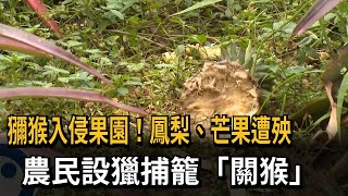 獼猴入侵果園！ 鳳梨、芒果遭殃 農民設獵捕籠「關猴」－民視新聞