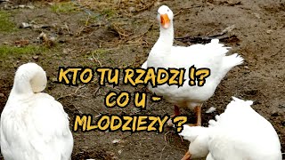 Hodowla Kur - Kto tu rządzi? 👑| Co u młodzieży? 🐓🐔