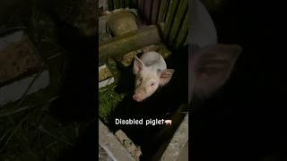 Disabled piglet / поросенок инвалид🐖😭 #поросята