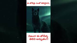 నిజంగా ఈ తోడేళ్ల తెలివి అద్భుతం!! #krrinfo #facts #telugu #షార్ట్స్