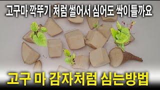 고구마 감자처럼 심는방법 고구마싹, 고구마싹눈,