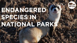 The 9 Most Endangered Species in National Parks