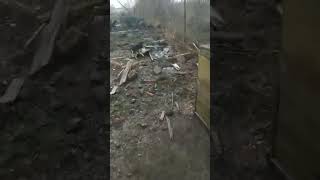 In Kramatorsk, a Russian shell exploded near an animal shelter