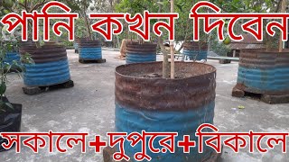 গরম কালে গাছে পানি দেয়ার সঠিক নিয়ম | গাছের টবে পানি দেওয়ার সঠিক পরিমাণ ও সঠিক সময়