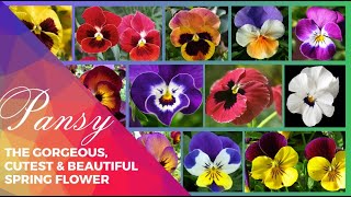 Pansy - Pansies : the Gorgeous, Cutest \u0026 Beautiful Spring Flowers - How to Grow \u0026 Care | @naeemswat