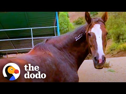 Rescued Wild Horse Loves To Play With A Little Donkey The Dodo