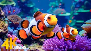 Aquarium 4K VIDEO (ULTRA HD) 🐠 Beautiful Coral Reef Fish - Relaxing Sleep Meditation Music #69