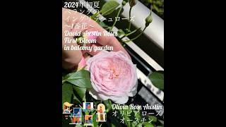 【2024年初夏 ベランダのイングリッシュローズ1番花「オリビア ローズ オースチン」】olivia rose austin