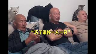 搞笑也是需要实力的、猫咪搞笑合集😂😂#萌宠 #这猫一看就是练家子 #气人 #petlovers #funny #cat #kongfu