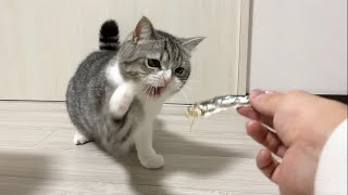 猫に初めて魚を丸ごと1匹あげたら興奮しすぎてこうなったw