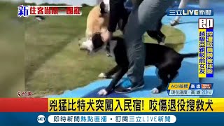 #三立最新 又是比特犬惹的禍！2比特犬衝進民宿狂吠咬傷退役搜救犬 搜救犬皮開肉綻身上縫百針│記者 洪儀婷│【LIVE大現場】20210220│三立新聞台