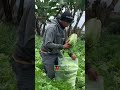 petani panen sayur sawi putih. segar