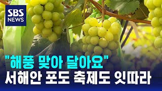 해풍 맞아 달달한 서해안 포도…지자체 축제도 잇따라 / SBS