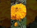 beautiful marigold flower 🌼 shorts flowers nature