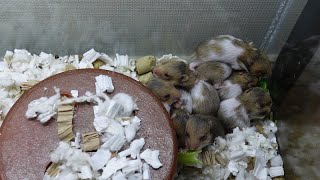 出産15日目のハムスター　おはぎ　【ハムスター／クロクマハムスター／ジャンガリアンハムスター／ロボロフスキー／パンダマウス】