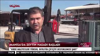 Soma Avdan Mahallesi Yağ Üreticisi En Güzel  Zeytin Yağın  Nasıl Olacağını Söyledi