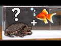 The BEST FISH For YOUR TURTLE! 🐢