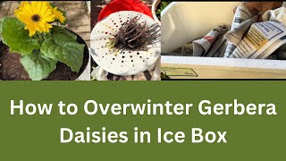 How to Overwinter Gerbera Daisies in Ice Box | Saving Plants in Winter |
