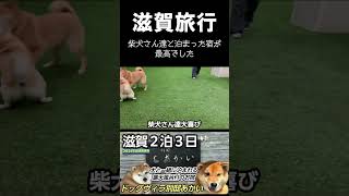 【滋賀】ドッグヴィラ別邸あかい　柴犬さん達と滋賀旅行  #shorts #グルメvlog  #犬とお出かけ #50代夫婦 #愛犬と泊まれる宿