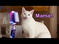 Mama Cat Song - The Singing Cat Catchy Tune