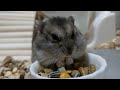 モグモグジャンガリアンハムスター funny funnyanimals pets 癒し cute cuteanimals animals animal ハムスター hamsters