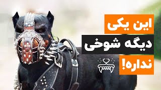 سگ های خطرناک دنیا 🐶 10 سگ خونگی اما وحشی😱✖️ رو بشناس!