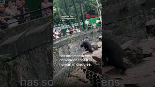 Man in bear costume? China zoo refutes rumours