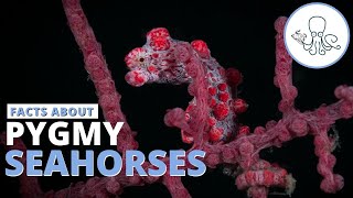 Facts about pygmy seahorses - What I learned today #2 | Critter Hunter