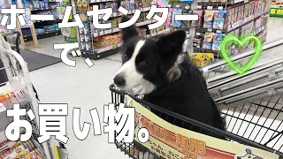 ホームセンターでお買い物withボーダーコリー🐾　@ビバホーム