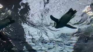 京都水族館　ペンギン