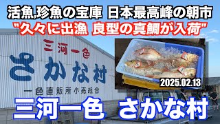 【三河一色さかな村 久々に出漁 良型の真鯛が入荷 活魚,珍魚の宝庫 日本最高峰の朝市】あばお 海鮮ちゃんねる #341 2025.02.13