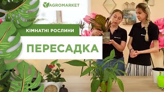 ПЕРЕСАДКА КІМНАТНИХ РОСЛИН |Кротон| Спатифіллум | AGROMARKET