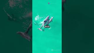 Hilarious dolphin moments shorts #viral #trending #funny #shorts #happy new year