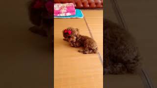 Best Funny And Cute Pet Is So Lovely Next Level ▶ #952