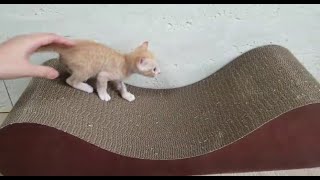 냥줍 22일차 | 스크래쳐 vs 고양이 cat dudu