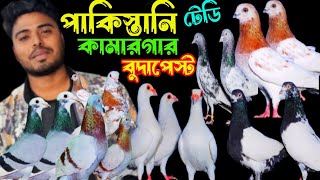 পাকিস্তানি টেডি,কামারগার,গোল্ডেন,দামাসিন,বুদাপেস্ট কবুতর কিনুন | বাকবাকুম পায়রা | Pigeon |