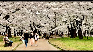 Omiya park Saitama Japan | Top cherry blossom spots in Saitama Japan | Japan Walk