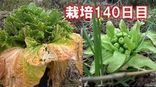 白菜プランタ栽培/栽培140日目の観察とフキノトウ