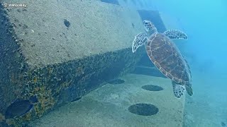 Wahoo Bay Underwater Camera