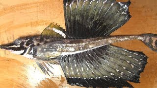 八角（トクビレ）のさばき方～握りと刺身の作り方 how to fillet a Sailfin poacher and make sushi and sashimi