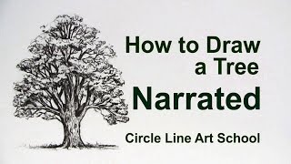 How to Draw a Tree: Oak Tree