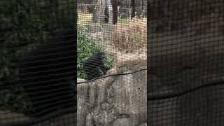 千葉市動物公園　チンパンジー　逆立ちからの草を投げるも失敗【2回目】