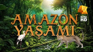 Amazon Ormanları Yaşamı 4K - Dünyanın En Büyük Tropikal Yağmur Ormanı