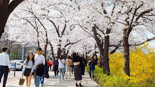 서울 벚꽃 명소, 여의도 한강 공원 벚꽃 축제 | Filled with Cherry Blossoms, Hangang Park | Korean street view