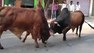 ষাঁড়ের লড়াই সবচেয়ে উত্তেজনাপূর্ণ ভিডিও bulls fighting most exciting video सबसे रोमांचक वीडियो से