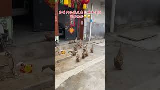 看看鸭子每天怎么喊小伙伴出去玩的