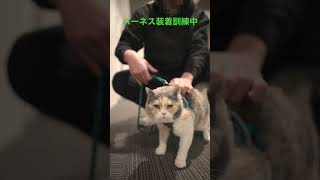 ハーネス装着訓練中の猫 | Cat in harness training 🙀 #shorts #kitty #meow #ねこ #猫 #kitten #pet #三毛猫