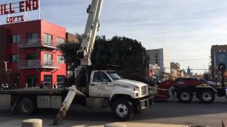 See 32-foot blue spruce Christmas tree installed in downtown Bay City