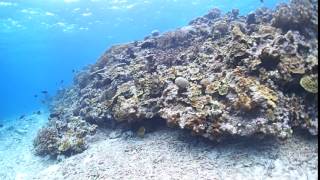 沖縄より近い！でも透明度は沖縄以上！？鹿児島県奄美大島の海の中。